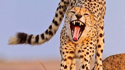 7 Days / 6 Nights Kenya Safari Samburu • Aberdares • Lake Nakuru • Lake Naivasha • Maasai Mara - Image - 14081